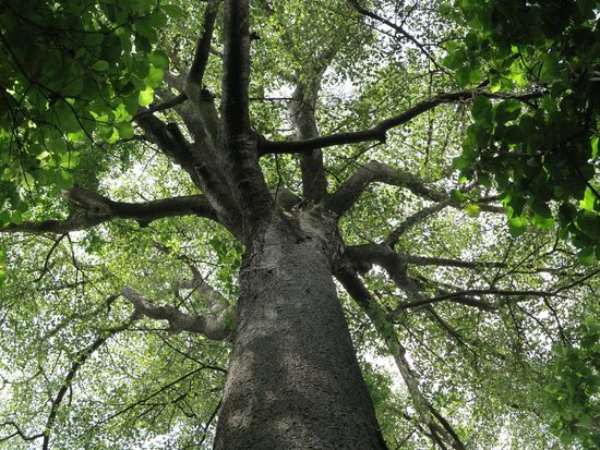 mvule tree